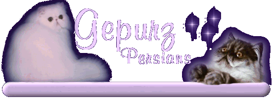 Welcome to GEPURZ PERSIANS!